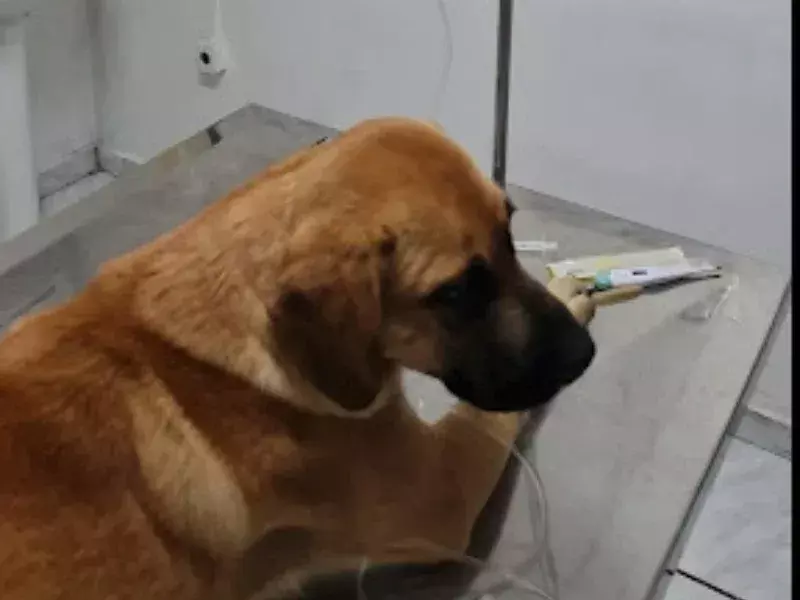 clinica-veterinaria-bem-estar-28685-e4aa8