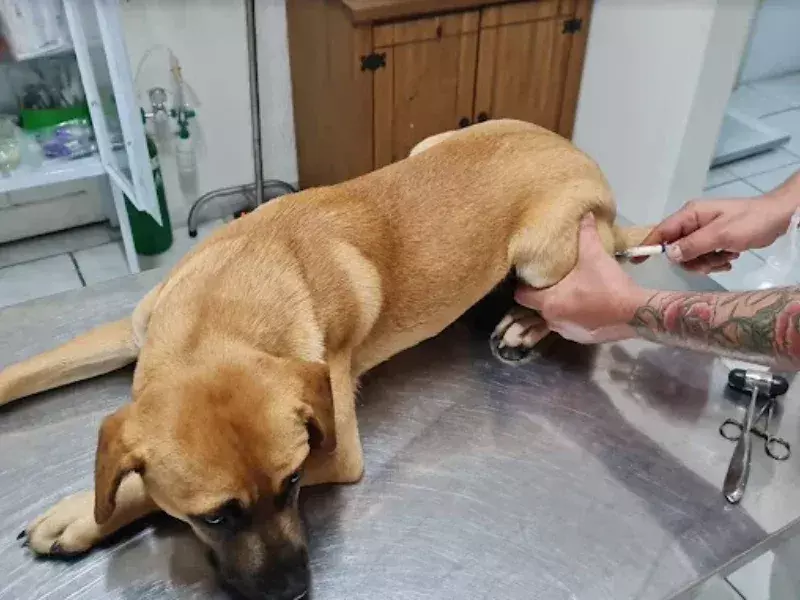 clinica-veterinaria-bem-estar-28685-2196d